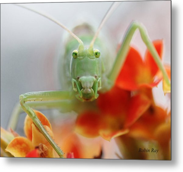 smile-like-katydid-art-by-ray